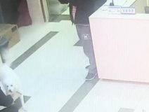 有問題找警察，薩摩耶派出所報案，不注意這件事，對狗狗致命，警察蜀黍卻幫不上忙！