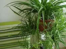 除甲醛，竹炭綠植不給力